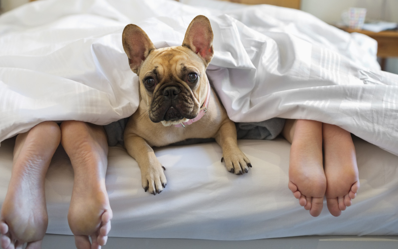 24+1 durván humoros tény, ha kutyád az ágyadban alszik