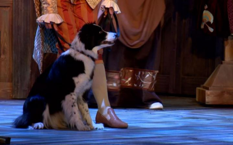 Színész kutyák a Szerelmes Shakespeare-ben