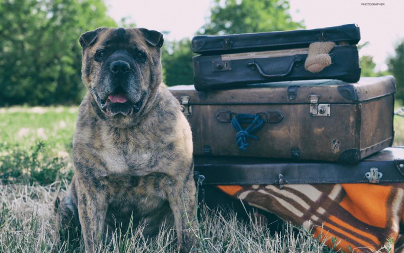 Fotókiállítás a menhelyi kutyák örökbe adásáért