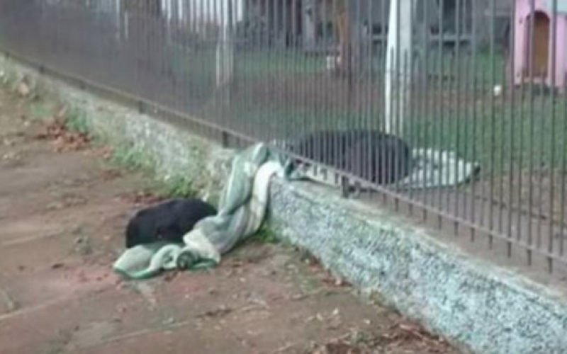 Az örökbefogadott kölyök megosztotta takaróját egy kóbor kutyával a kerítésen keresztül