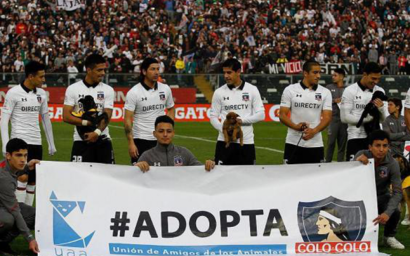 A chilei focicsapat gazdátlan kutyákat használ kabala állatnak, hogy így segítse őket új otthonhoz