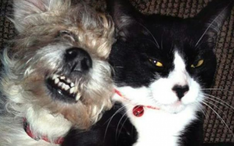 Kutyák és macskák frenetikus pillanatai a boldog együttélésből – ja, nem is
