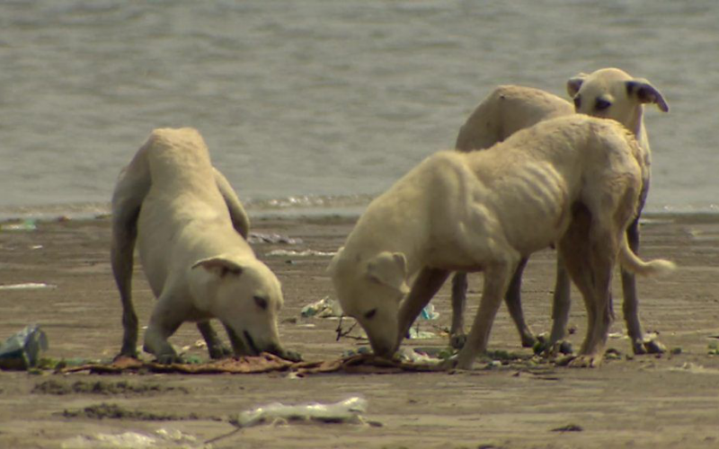 A halászok látják el a lakatlan szigeten rekedt több tucat kutyát a pakisztáni Kutya-szigeten
