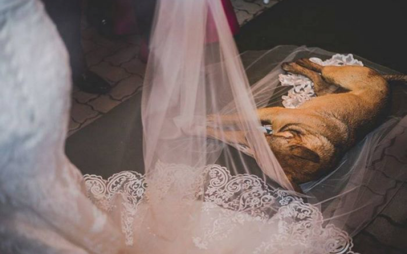 A kóbor kutya belógott és elaludt a menyasszony fátylán a ceremónia alatt