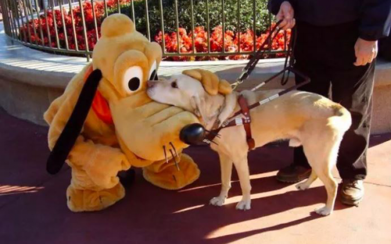 A Disneyland 4 szállodáját tette kutyabaráttá a vendégek kedvéért