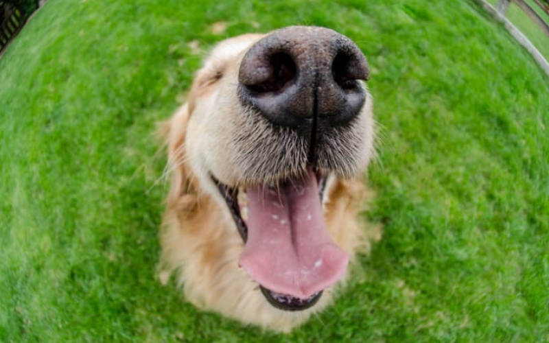 5 módszer, hogy frissen tartsd idős kutyád figyelmét