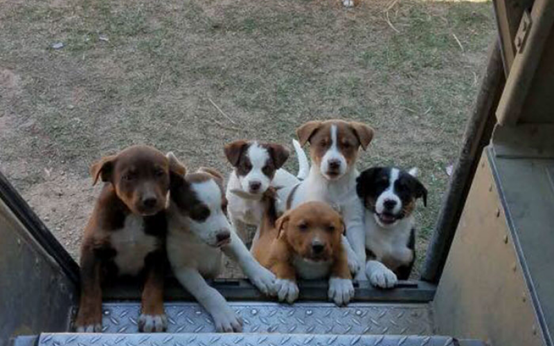 Az UPS futároknak külön facebook csoportja van a kutyákra, akikkel megismerkednek