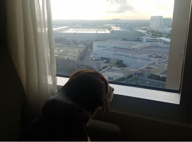 Egy floridai szálloda több mint 900 kutyát fogadott be a hurrikán idejére családjukkal