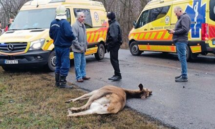 Vadat gázolt egy személyautó az M7-es autópályán Nagyrécsénél.