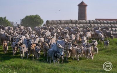 Kihajtási ünnep  !