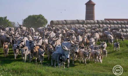 Kihajtási ünnep  !