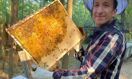 A méhméreg valóban természetes csodaszer, de ne dőljünk be a félrevezető ígéreteknek