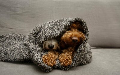 Így készüljünk az ünnepekre négylábú kedvencünkkel