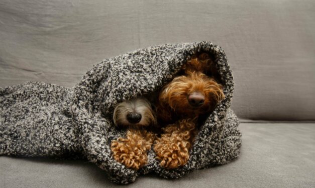 Így készüljünk az ünnepekre négylábú kedvencünkkel