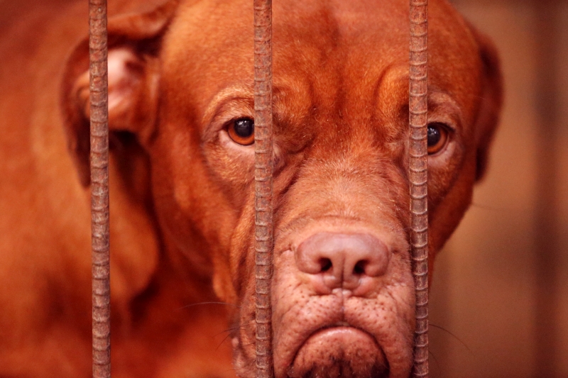 Nagy-Britanniában az állatkínzók 10 százaléka sem kerül börtönbe – itthon se jobb a helyzet