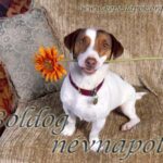 Minden Alfonz és Kolosnak Boldog Névnapot ….