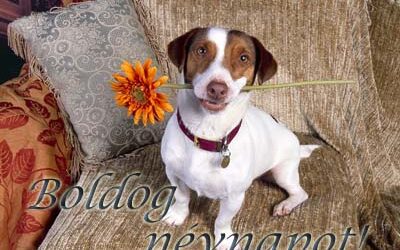 Minden Alfonz és Kolosnak Boldog Névnapot ….