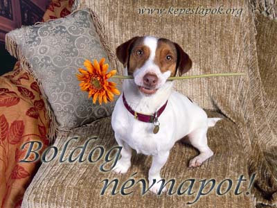 Minden Farkasnak Csekének Boldog Névnapot.