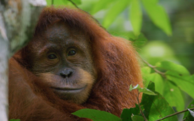 Hollywoodi sztár narrációjával érkezik új természetfilm a Disney+-ra a Föld napja alkalmából