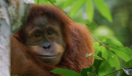 Hollywoodi sztár narrációjával érkezik új természetfilm a Disney+-ra a Föld napja alkalmából