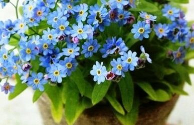 Minden Virágnak Boldog Névnapot !