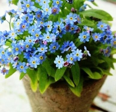 Minden Virágnak Boldog Névnapot !