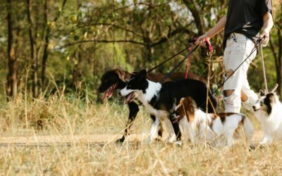 Így kirándulj biztonságosan négylábú barátoddal!