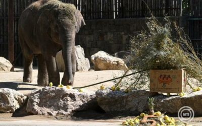 Samut, az ötéves elefántot köszöntötték a budapesti állatkertben .