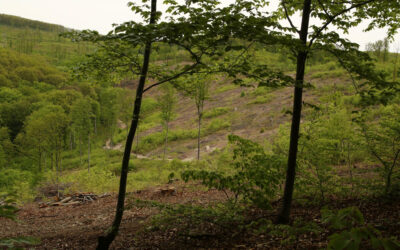 Az erdő sokkal több, mint fa – mit adhat nekünk egy természetközelibb erdőkezelés?