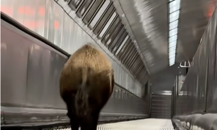 Vaddisznót ütött el a metró a Kossuth téren !