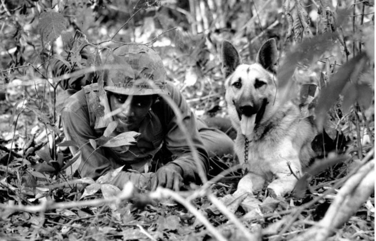 A vietnámi háború kutyái