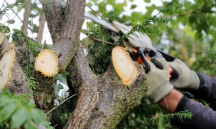Fakivágási és bokorirtási munkálatok kezdődnek Nagykanizsán