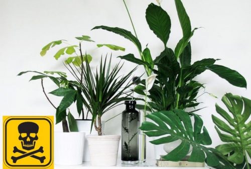 10 mérgező szobanövény: ezekkel vigyázz, ha kisgyerek van a családban!