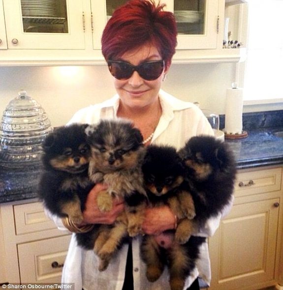 Ozzy Osbourne 6 mentett kutyája mellett kutyanapközit nyit saját birtokán
