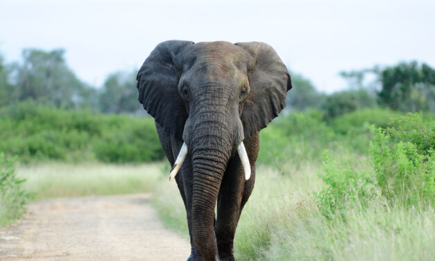 Elefánttámadásban halt meg egy magyar turista Srí Lankán