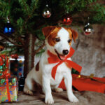 Kutyát a fa alá? Csak ha tényleg felkészült rá a család!