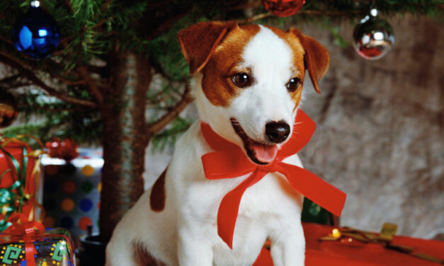 Kutyát a fa alá? Csak ha tényleg felkészült rá a család!