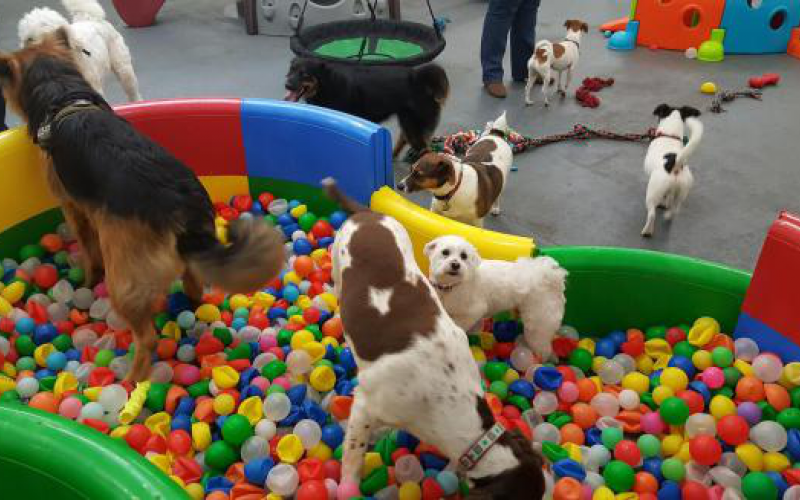 Észak-Írország gyöngyszeme: játszóház kutyáknak