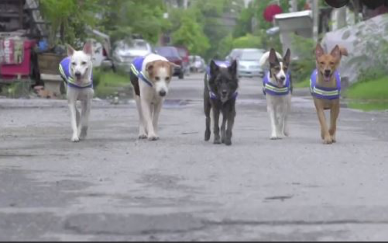 Okosmellényekkel tenné Thaiföld a kóbor kutyákat a város őreivé
