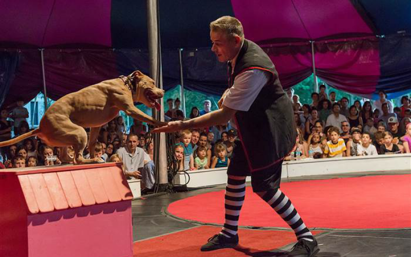 A chicago-i cirkusz mentett pit bullokkal lép fel vadállatok helyett