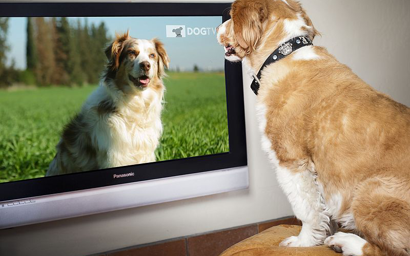 Mindenhol elérhető a kutyák számára készült tv csatorna