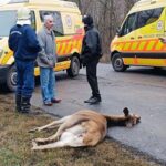 Újra megindult a forgalom ahol egy szarvast gázoltak el  !
