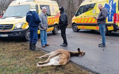 Újra megindult a forgalom ahol egy szarvast gázoltak el !