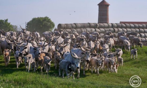 Kihajtási ünnep  !