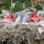 Flamingófiókák keltek ki a Nyíregyházi Állatparkban