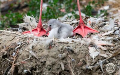 Flamingófiókák keltek ki a Nyíregyházi Állatparkban