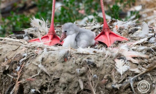 Flamingófiókák keltek ki a Nyíregyházi Állatparkban