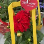 Garden Center Vasárnap is nyitva vagyunk !
