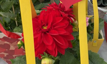 Garden Center Vasárnap is nyitva vagyunk !