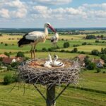MME: az áramütés továbbra is komoly veszélyt jelent a madarakra !